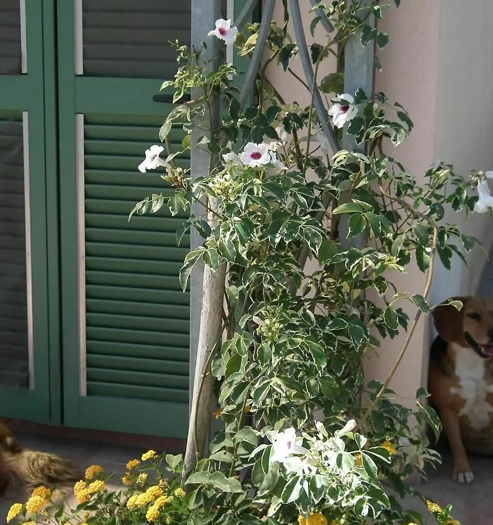 Apartment With One Bedroom In Viareggio, With Wonderful Mountain View